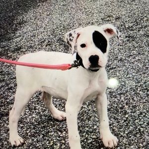 Meet your Posher, Agnes